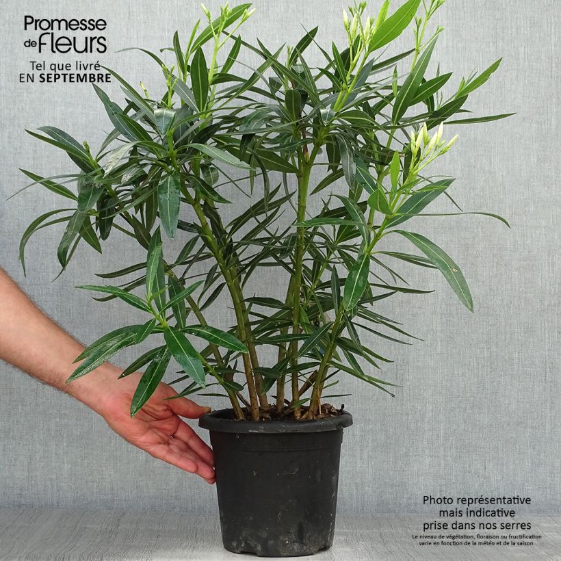 Esemplare di Nerium oleander Soeur Agnes - Oleandro Vaso da 3L/4L, A cespuglio come consegnato in autunno