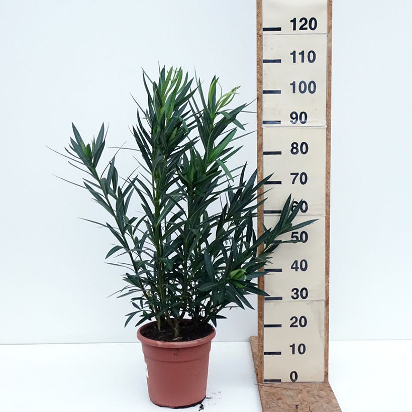 Esemplare di Nerium oleander Soeur Agnes - Oleandro Vaso da 7,5L/10L, A cespuglio come consegnato in autunno