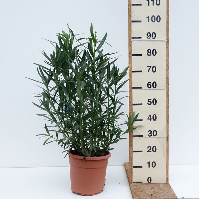 Example of Nerium oleander Soeur Agnes - Oleandro Vaso da 7,5L/10L, A cespuglio as you get in hiver