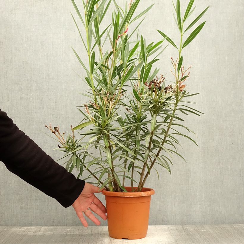 Esemplare di Nerium oleander Soleil Levant - Oleandro Vaso da 3L/4L, A cespuglio come consegnato in autunno