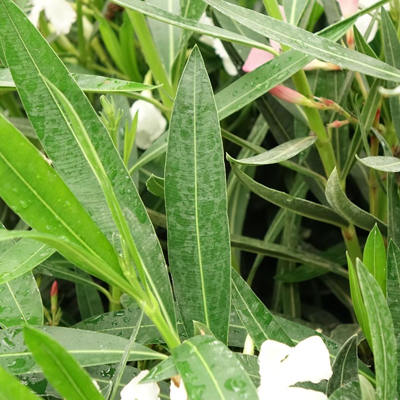 Nerium oleander Tricolore - Oleandro (Fogliame)