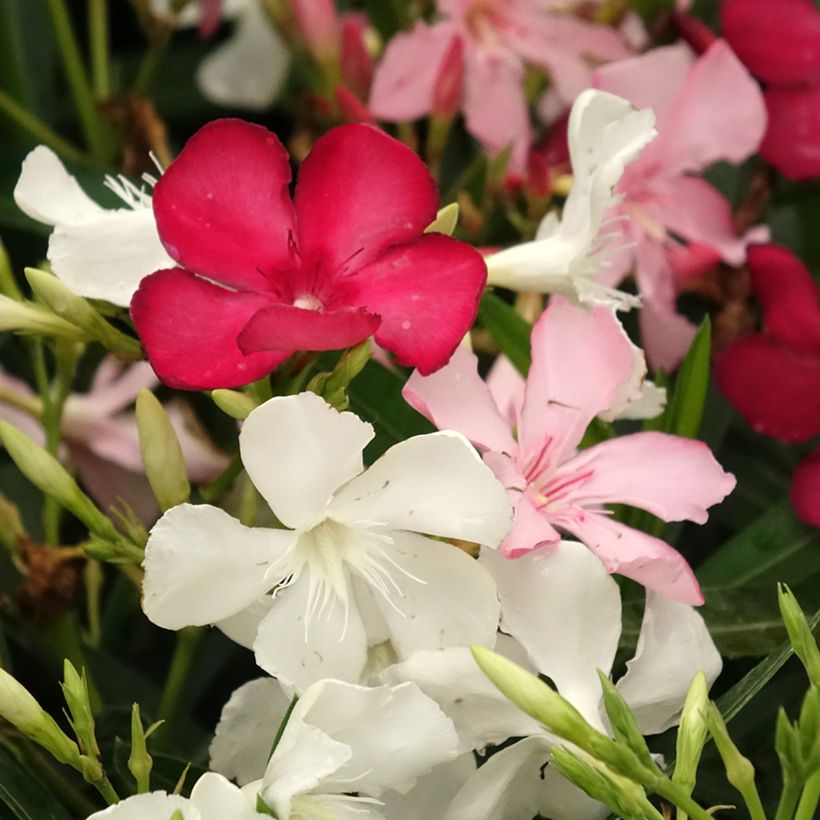 Nerium oleander Tricolore - Oleandro (Fioritura)