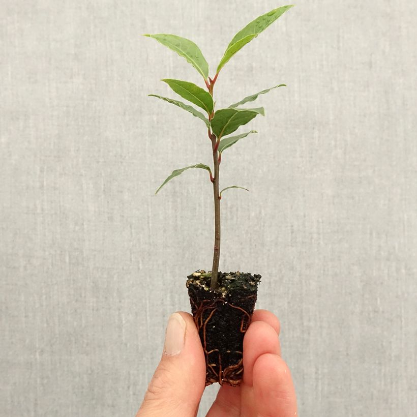 Example of Laurus nobilis De Jerusalem - Alloro mini zolla... as you get in printemps