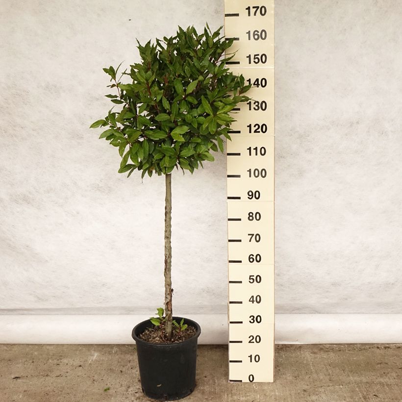 Example of Laurus nobilis - Alloro Vaso da 12L/15L as you get in printemps