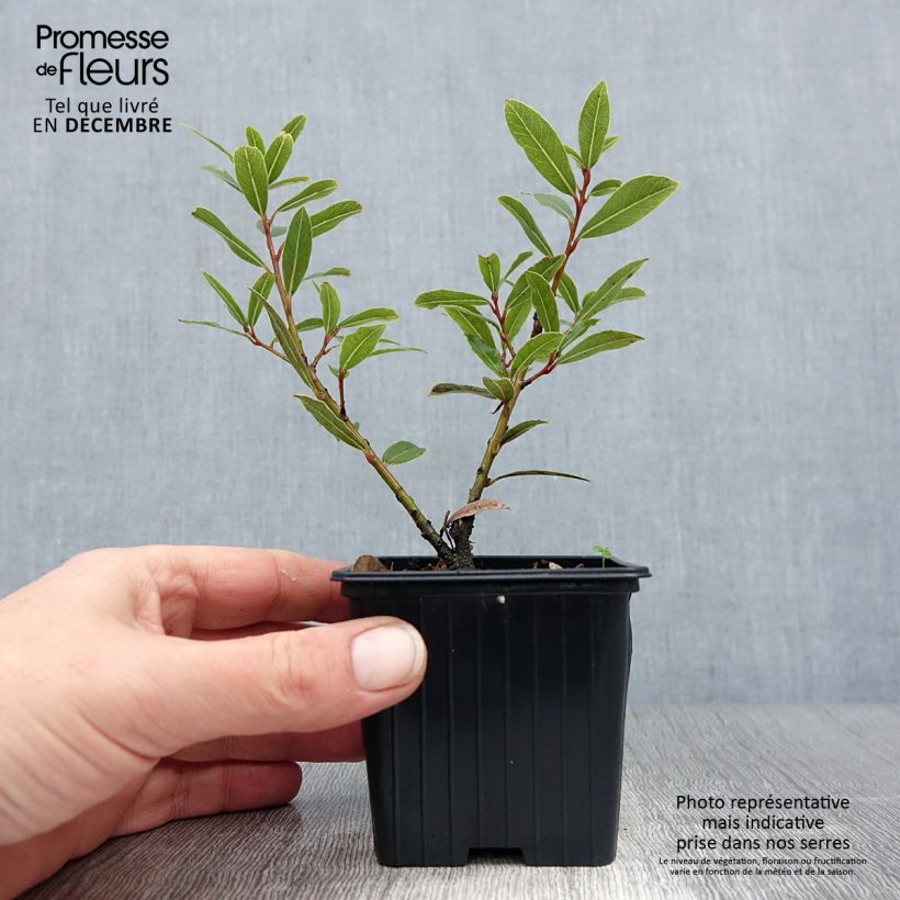 Laurier sauce Little Laura - Laurus nobilis Godet de 8/9 cm esemplare consegnato in inverno