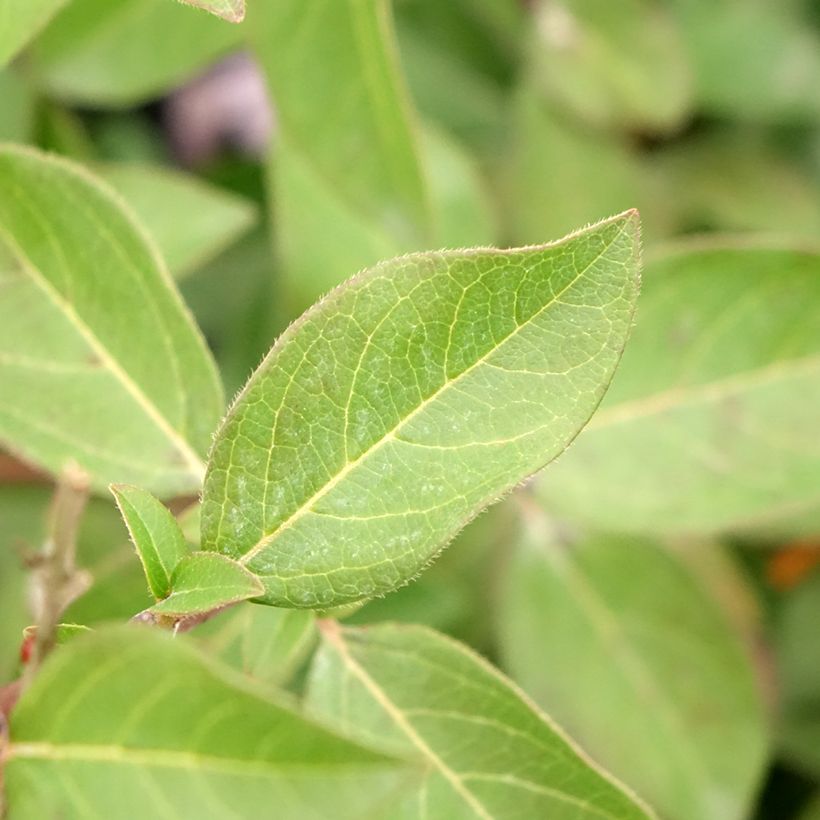 Viburnum tinus Giganteum (Foliage)