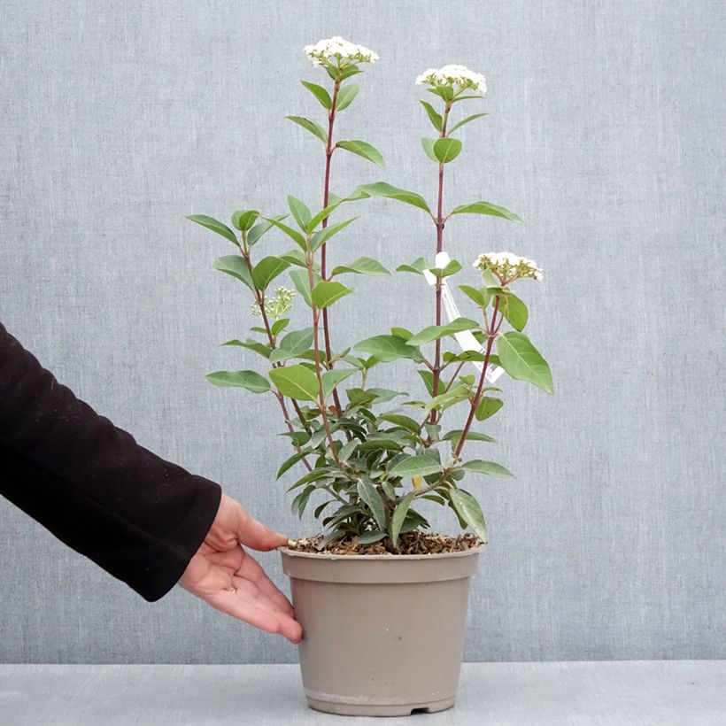 Example of Viburnum tinus Giganteum Vaso da 3L/4L as you get in printemps
