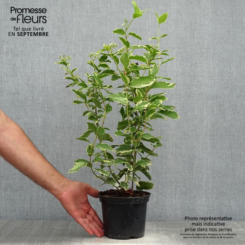 Esemplare di Viburnum tinus Variegatum Vaso da 2L/3L come consegnato in autunno