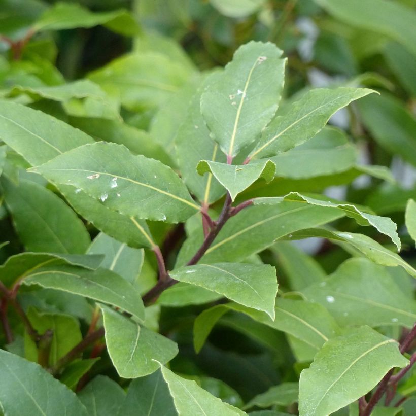 Laurus nobilis - Alloro (Foliage)