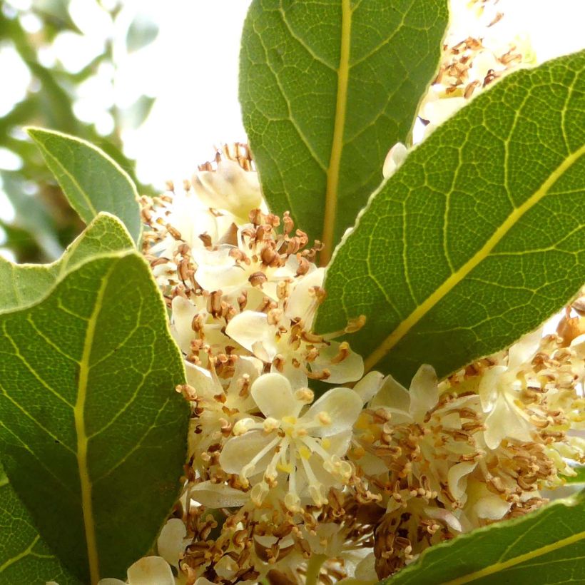 Laurus nobilis - Alloro (Flowering)