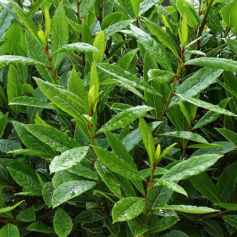 Laurus nobilis Little Ragu - Alloro (Foliage)