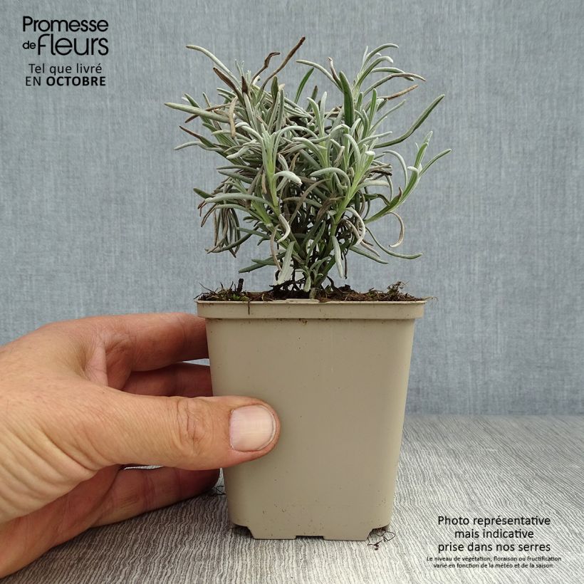 Esemplare di Lavandula angustifolia Silbermöwe - Lavanda vera Vasetto da 8/9 cm come consegnato in autunno