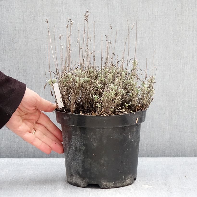 Example of Lavandula angustifolia Arctic Snow - Lavanda vera Vaso da 2L/3L as you get in hiver