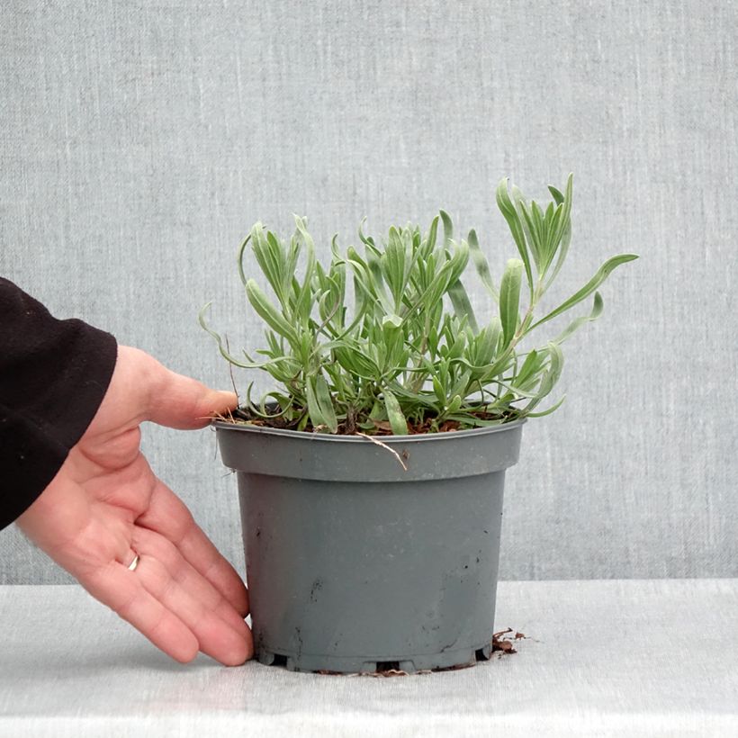 Lavandula latifolia - Lavanda Vaso da 1,5L/2L esemplare consegnato in primavera