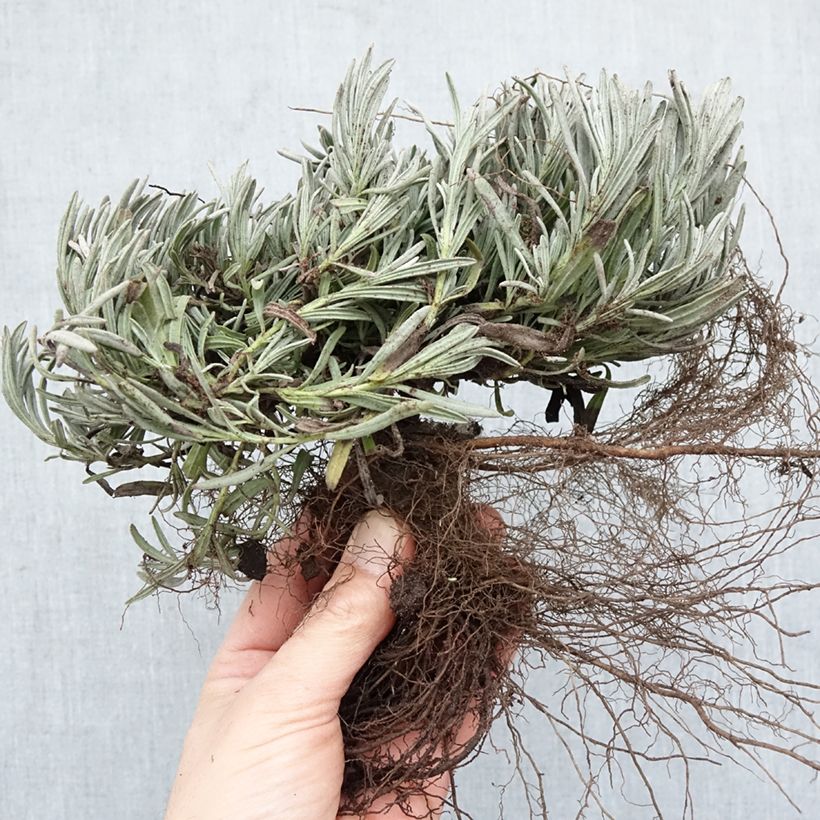 Lavandula intermedia Edelweiss - Lavandino Piante piccole a radice nuda esemplare consegnato in inverno