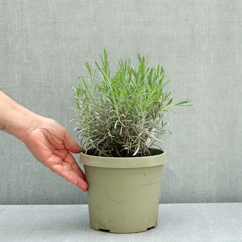 Esemplare di Lavandula intermedia Exceptional - Lavandino Vaso da 3L/4L consegnato in estate