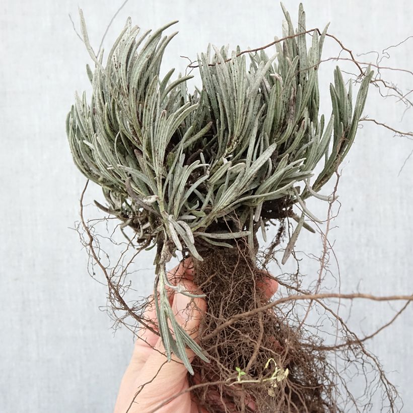 Lavandula intermedia Phenomenal 'Niko - Lavandino Piante piccole a radice nuda esemplare consegnato in inverno