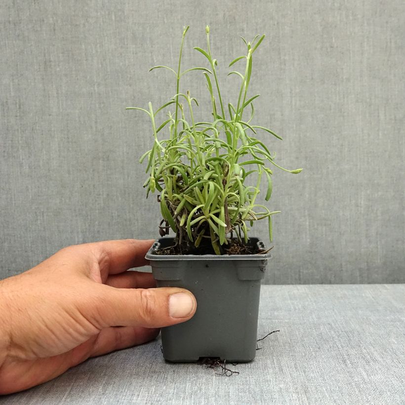Lavandula intermedia Sensational! - Lavandino Vasetto da 8/9 cm esemplare consegnato in primavera