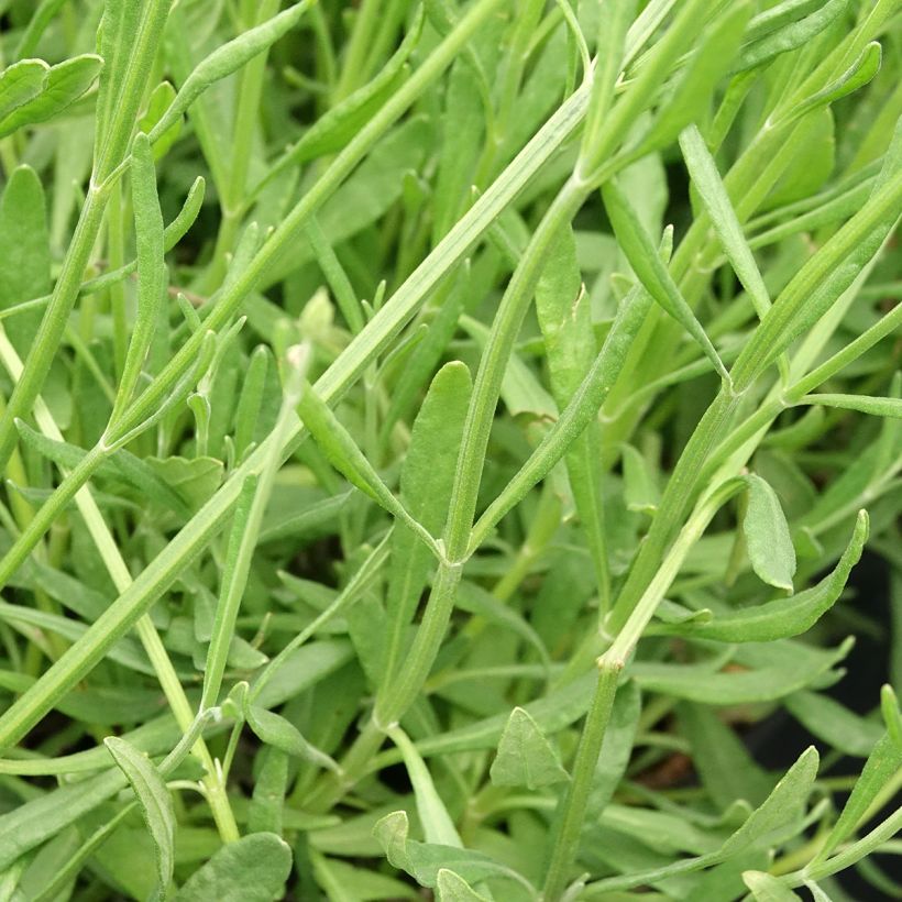 Lavandula intermedia Sensational! - Lavandino (Fogliame)