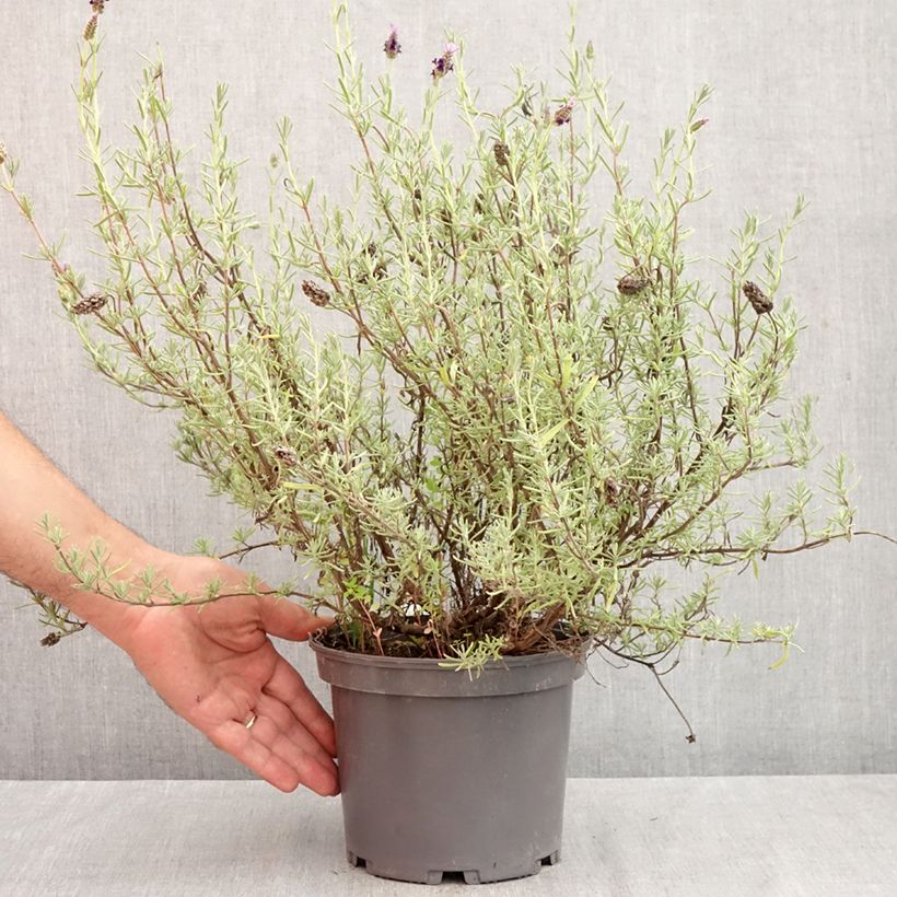 Esemplare di Lavandula stoechas Madrid Purple Vaso da 3L/4L come consegnato in autunno