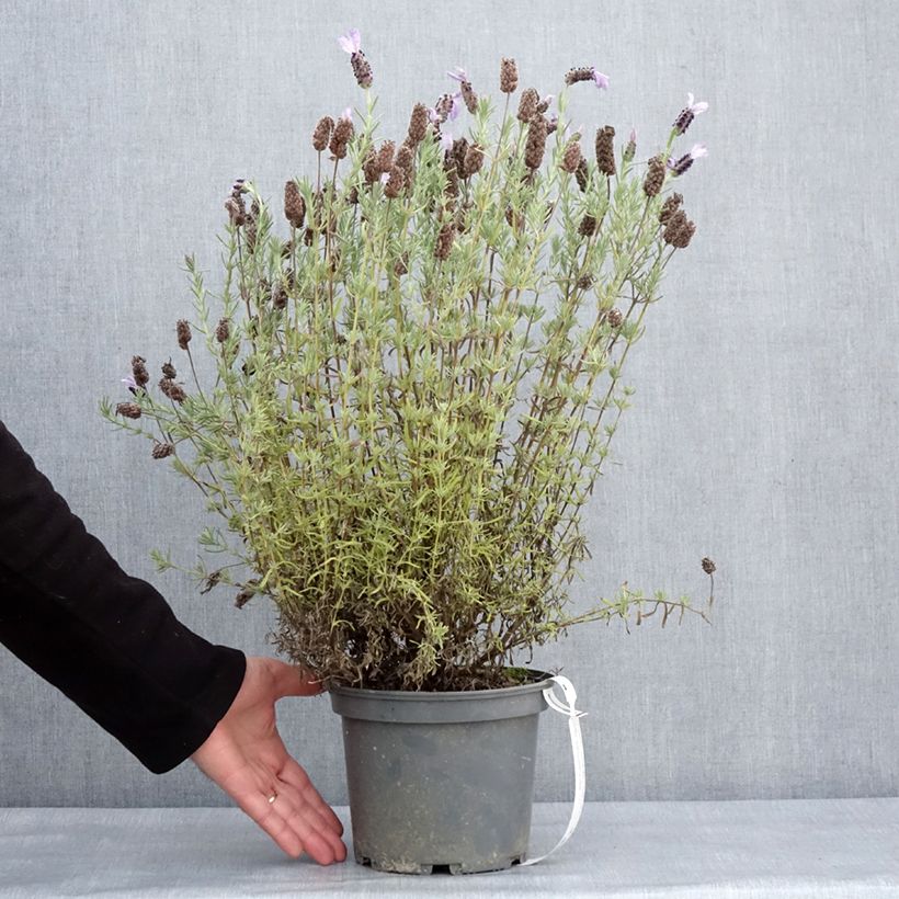 Lavandula stoechas Madrid Purple Vaso da 3L/4L esemplare consegnato in inverno