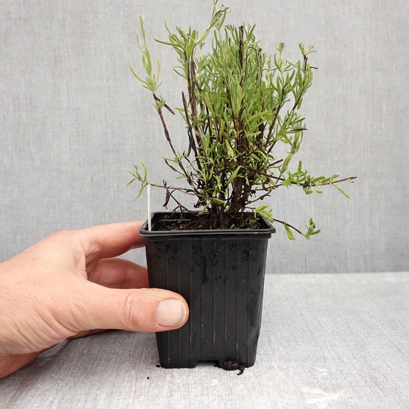 Esemplare di Lavandula stoechas The Princess - Lavanda selvatica Vasetto da 8/9 cm come consegnato in autunno