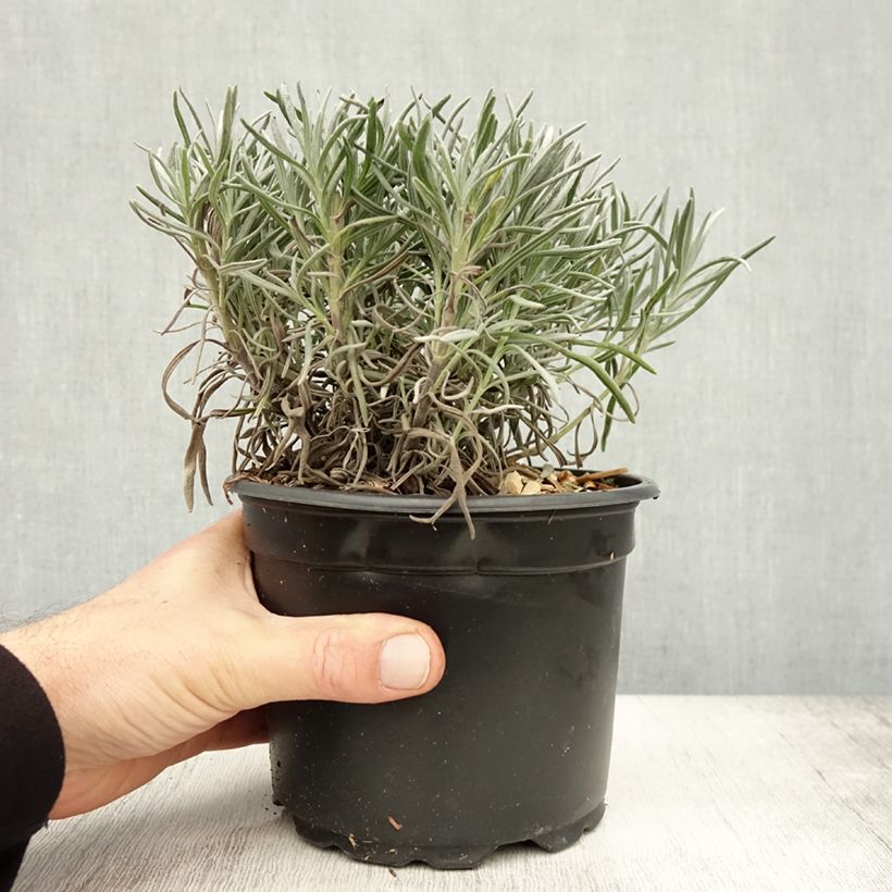 Esemplare di Lavandula angustifolia Alba - Lavanda vera Vaso da 2L/3L come consegnato in autunno