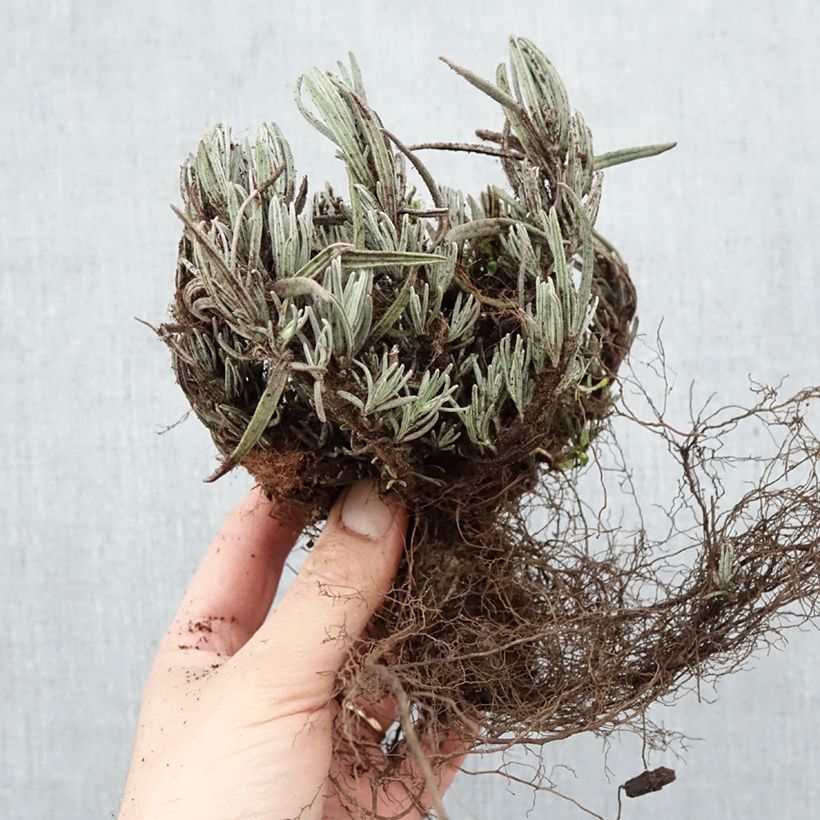 Lavandula angustifolia Dwarf Blue - Lavanda vera Piante piccole a radice nuda esemplare consegnato in inverno
