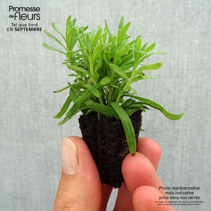 Esemplare di Lavande vraie - Lavandula angustifolia Hidcote Mini-motte Ø 3/4 cm come consegnato in autunno