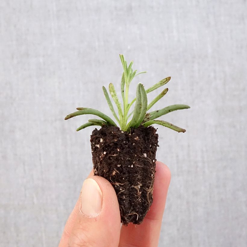 Example of Lavandula angustifolia Hidcote - Lavanda vera mini zolla... as you get in printemps