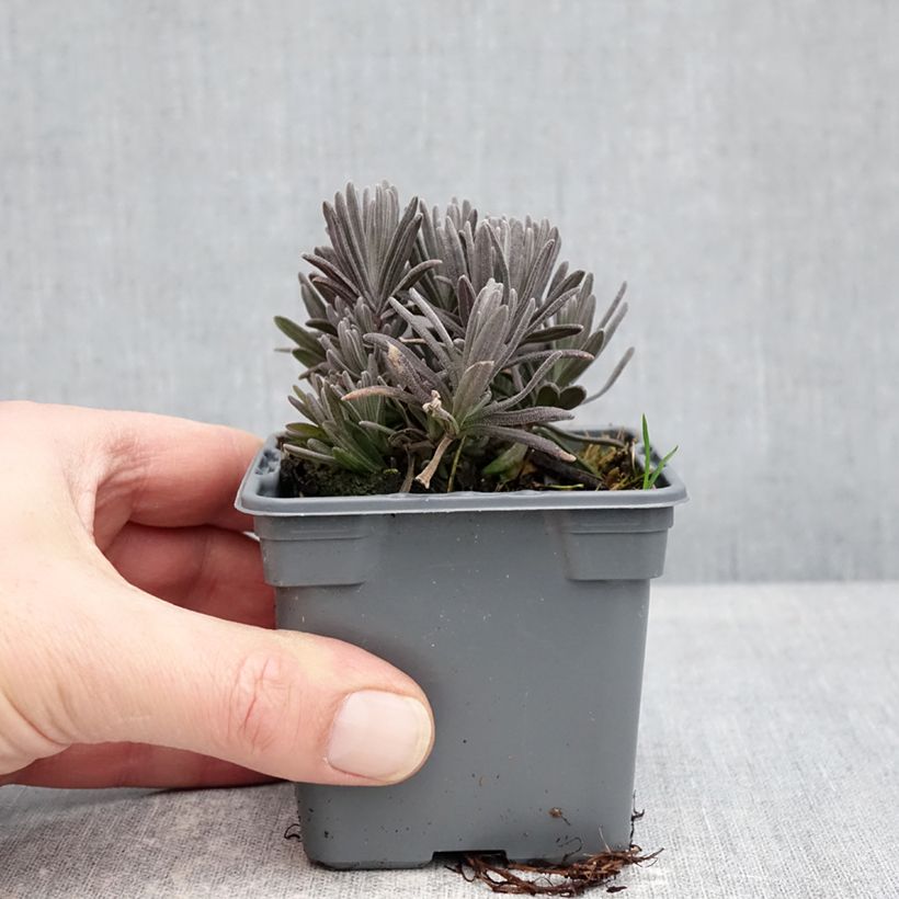 Lavandula angustifolia Loddon Pink - Lavanda vera Vasetto da 8/9 cm esemplare consegnato in inverno