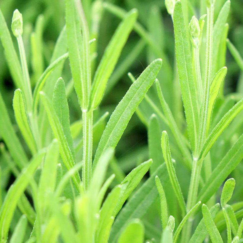 Lavandula angustifolia Middachten - Lavanda vera (Foliage)