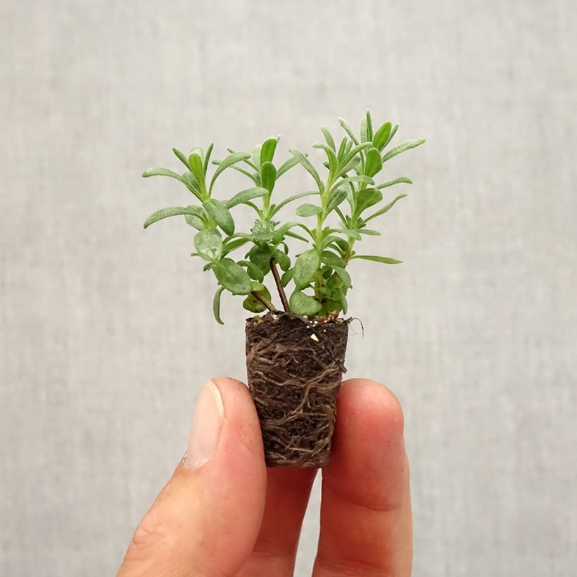 Esemplare di Lavandula angustifolia Montagnac Purple - Lavanda vera Mini zolla Ø 1,5/2,5 cm come consegnato in autunno