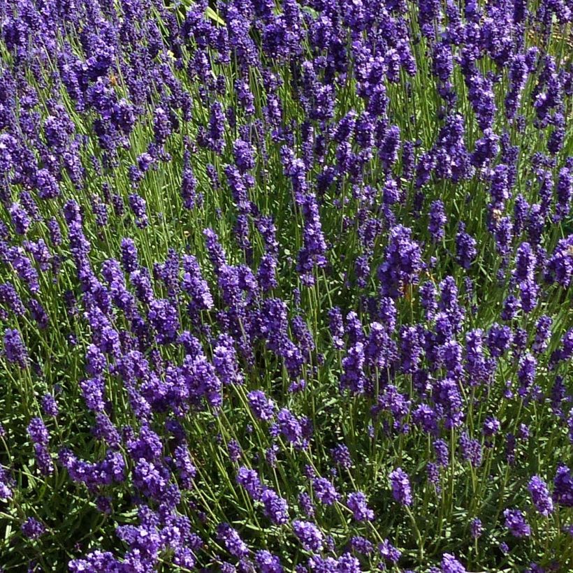Lavandula angustifolia Hidcote - Lavanda vera (Flowering)