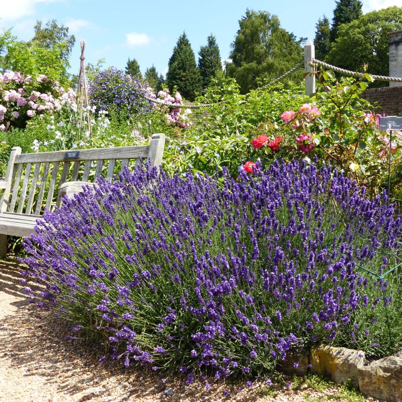 Lavandula angustifolia Hidcote - Lavanda vera (Plant habit)