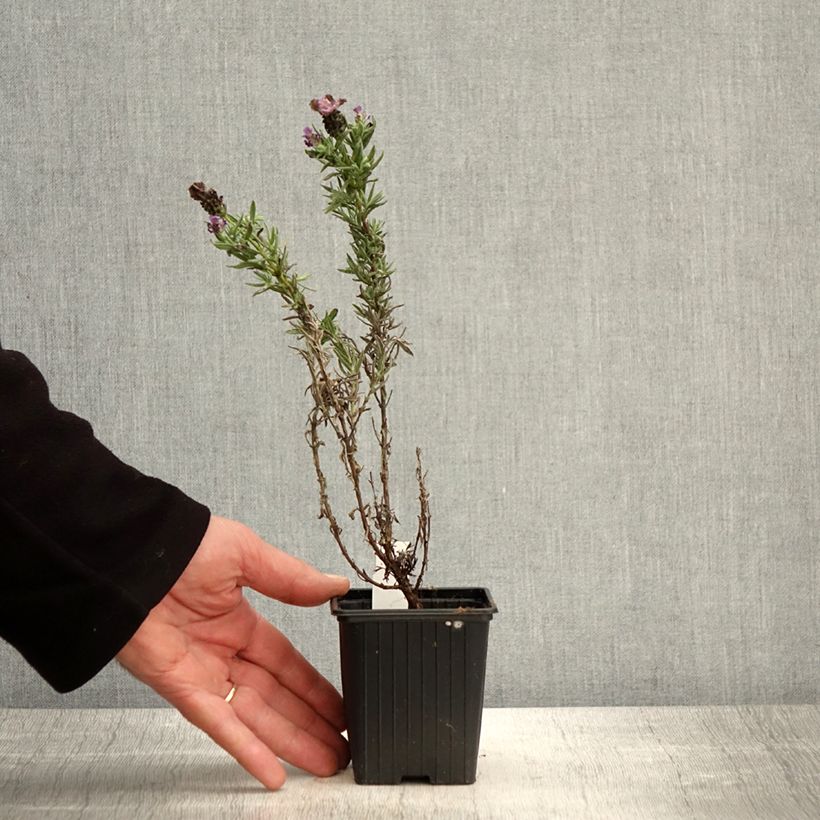 Example of Lavandula stoechas Magical Posy Purple - Lavanda selvatica Vasetto da 8/9 cm as you get in printemps