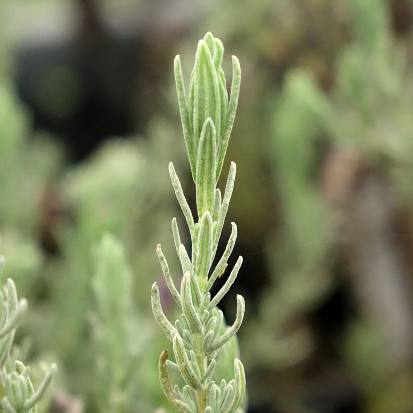Lavandula stoechas Magical Posy Purple - Lavanda selvatica (Foliage)