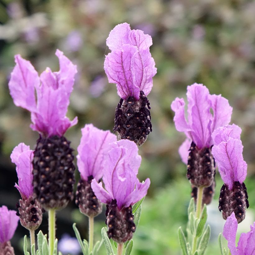 Lavandula stoechas Magical Posy Purple - Lavanda selvatica (Flowering)