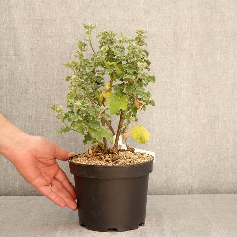 Lavatera Chamallow Vaso da 3L/4L esemplare consegnato in primavera