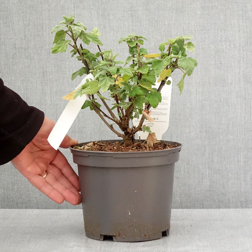 Lavatera thuringiaca Red Rum - Lavatère arbustive Pot de 2L/3L esemplare consegnato in inverno