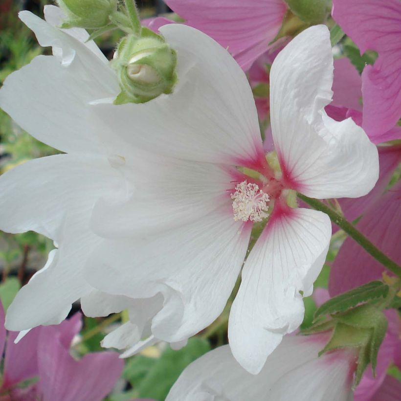 Lavatera Blushing Bride (Fioritura)