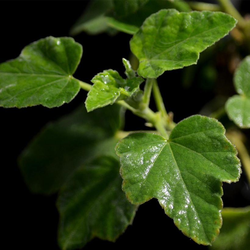Lavatera Barnsley Baby (Foliage)