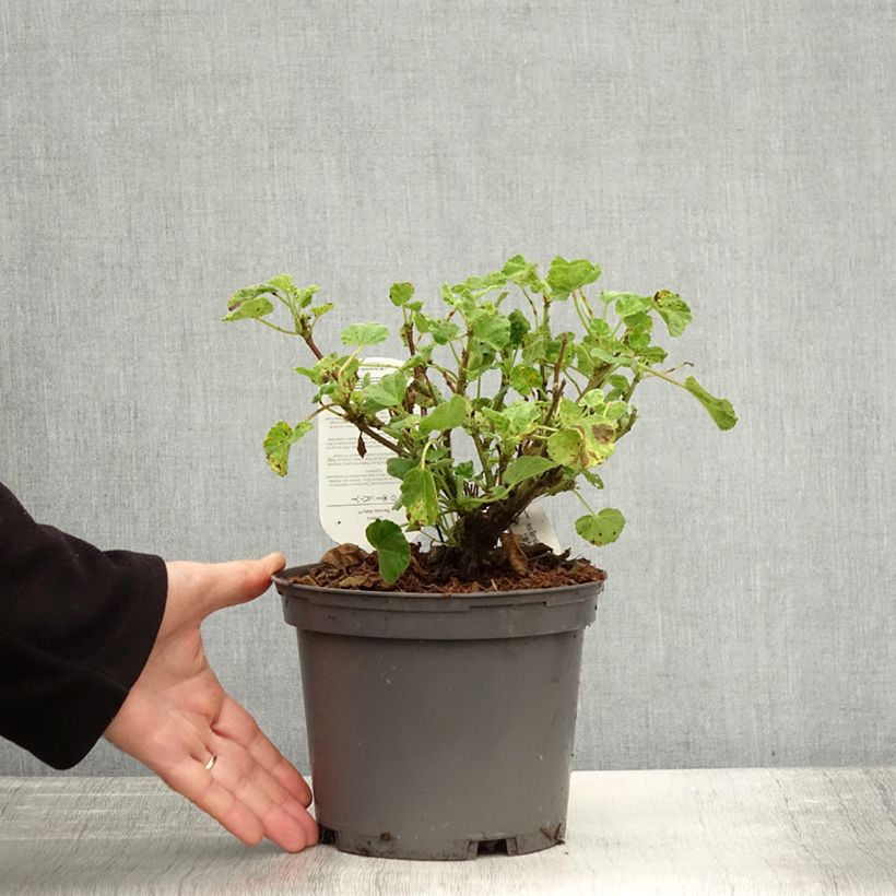 Esemplare di Lavatère - Lavatera Barnsley Baby Pot de 2L/3L come consegnato in autunno