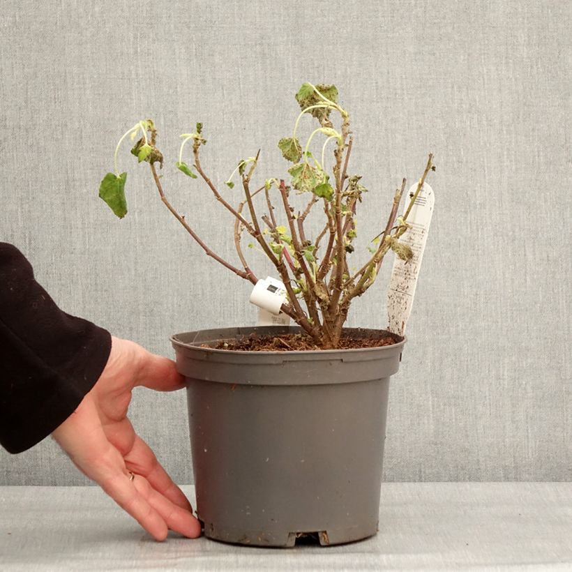 Example of Lavatera Barnsley Baby Vaso da 2L/3L as you get in hiver