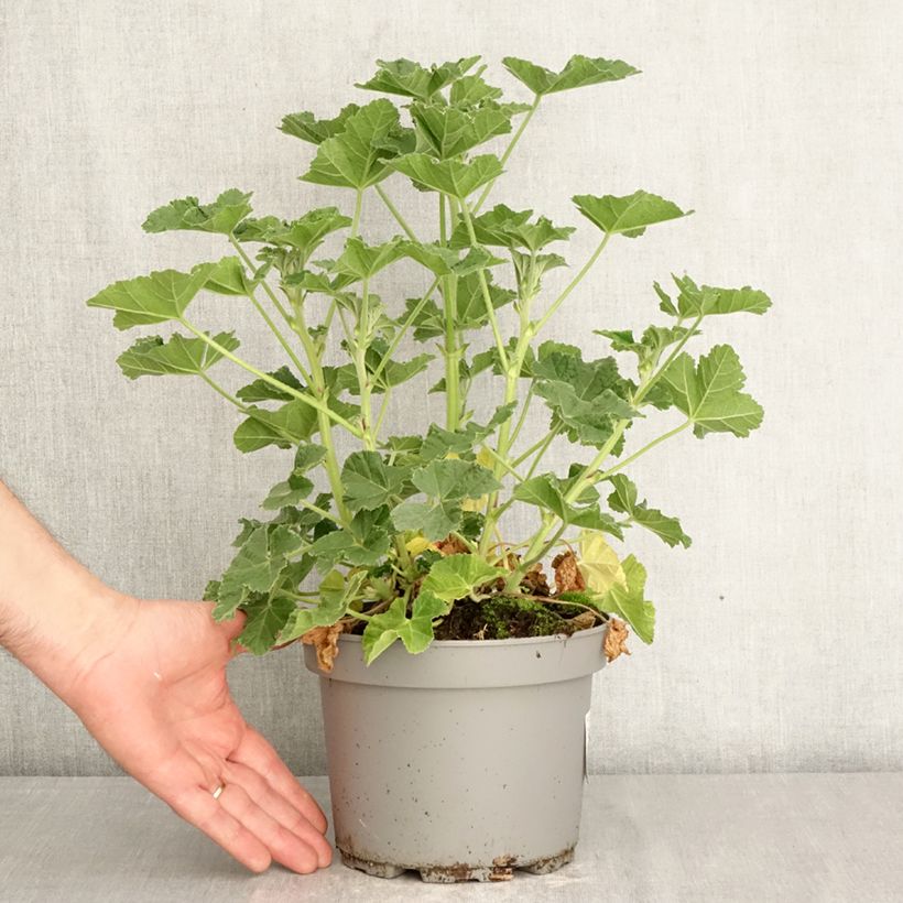 Lavatera Barnsley Baby Vaso da 2L/3L esemplare consegnato in primavera