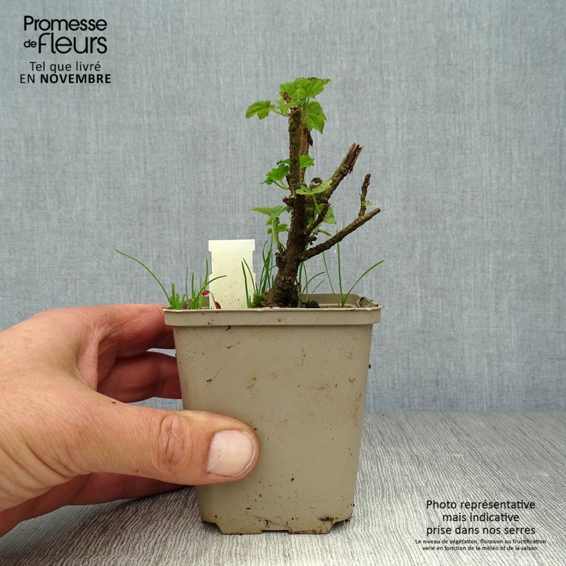 Esemplare di Lavatère maritime- Lavatera maritima Bicolor Godet de 8/9 cm come consegnato in autunno