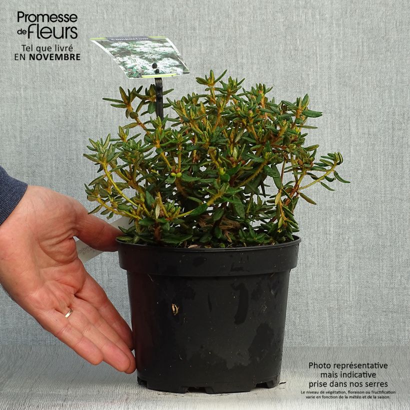 Esemplare di Ledum groenlandicum Compactum Vaso da 2L/3L come consegnato in autunno