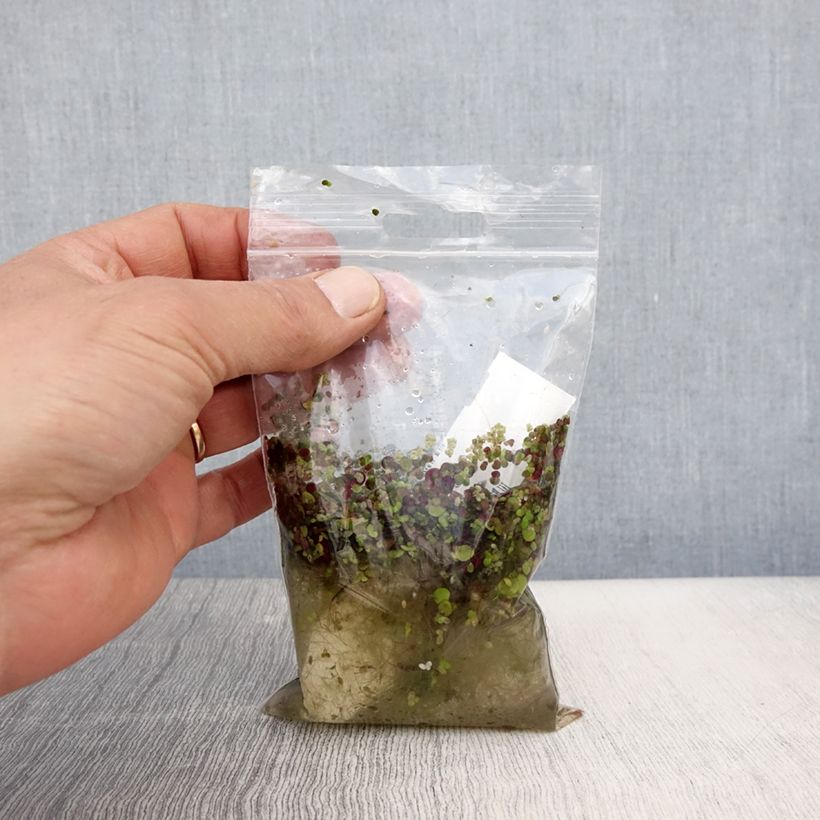 Spirodela polyrhiza - Lenticchia d'acqua maggiore Piante piccole a radice nuda esemplare consegnato in primavera