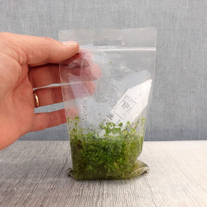 Lemna minor - Lenticchia d'acqua comune Piante piccole a radice nuda esemplare consegnato in primavera