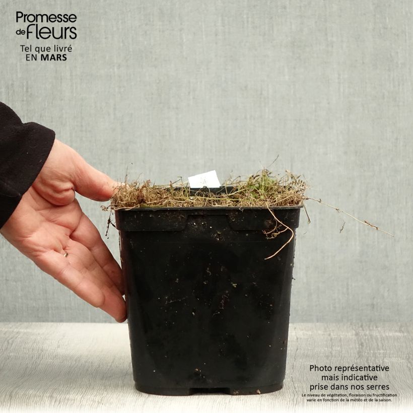 Example of Leptinella squalida Platt's Black Vaso da 3L/4L as you get in printemps